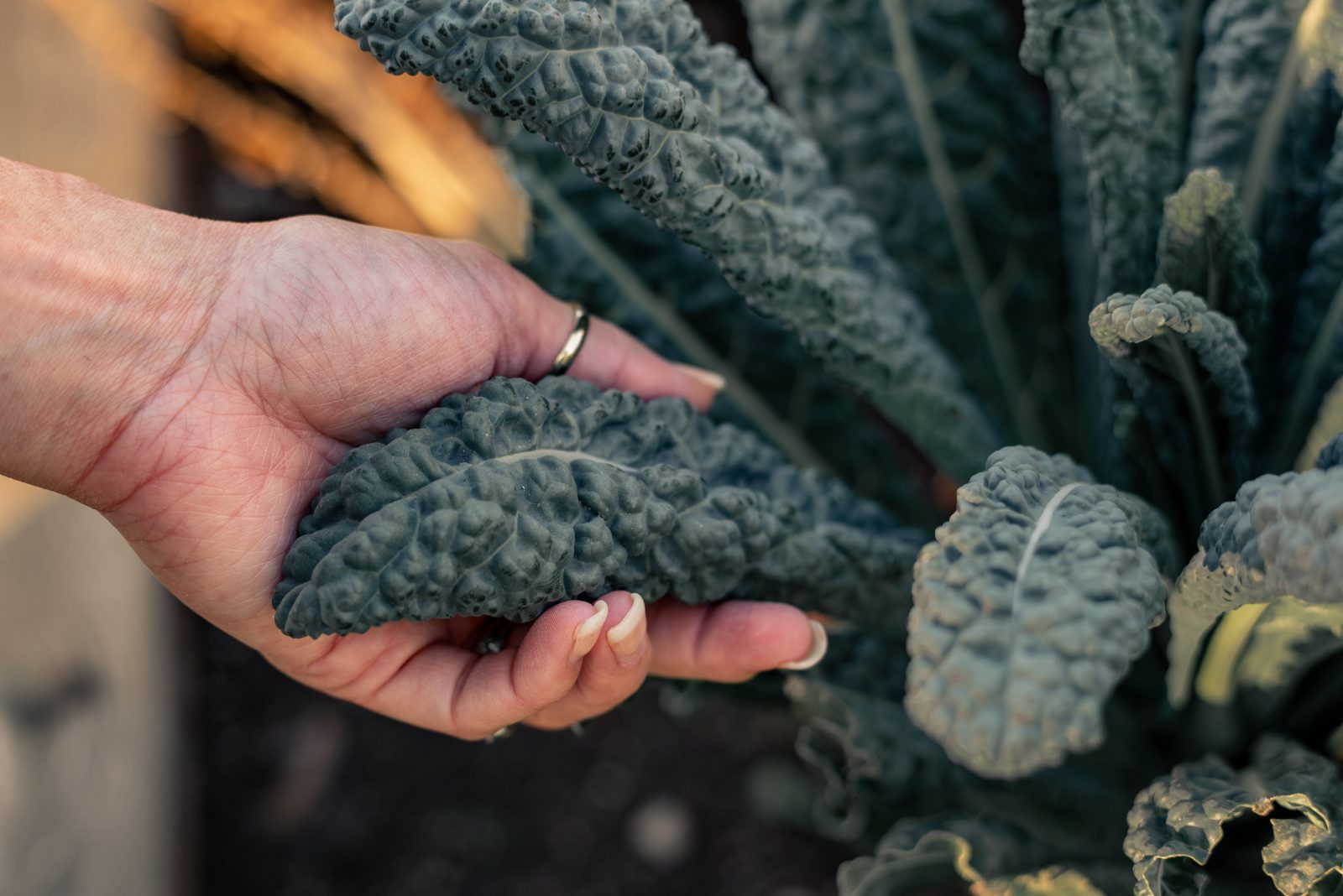 Fresh kale from the garden