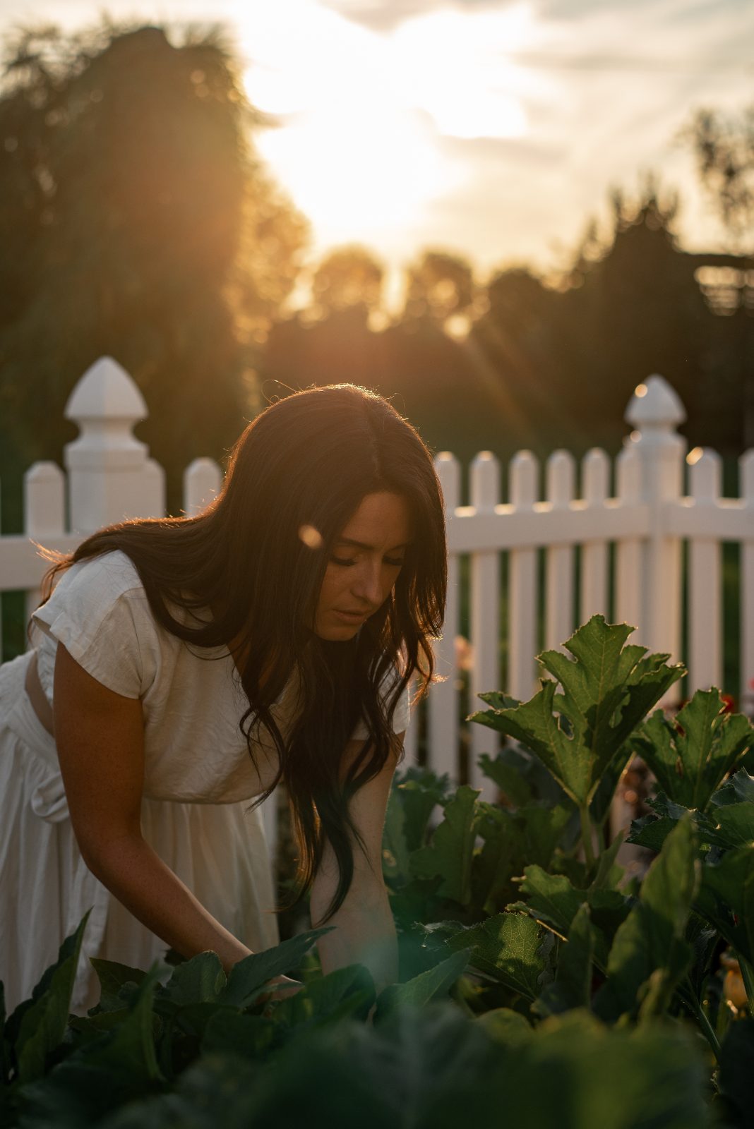 Golden-hour harvest in the garden